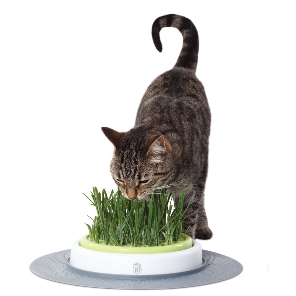 Catit® Senses Cat Grass Garden Kit | cat Catnip & Grass ...