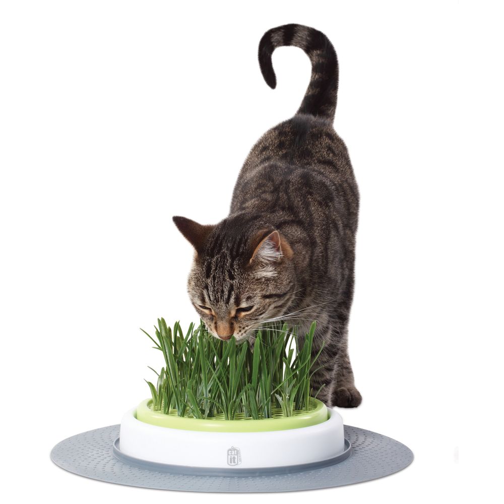 catit cat grass kit