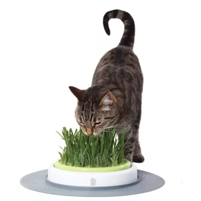 Product Catit® Senses Cat Grass Garden Kit