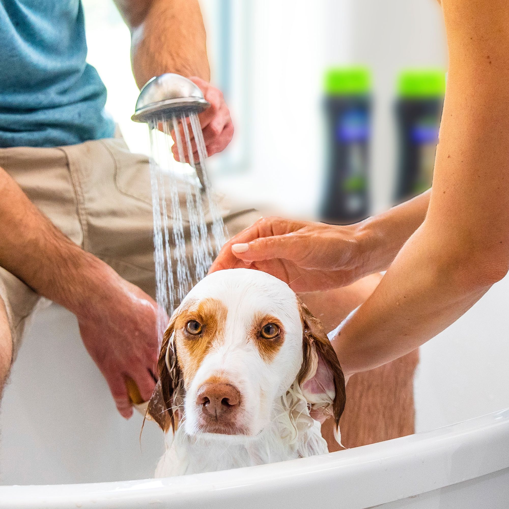 petsmart dog brush