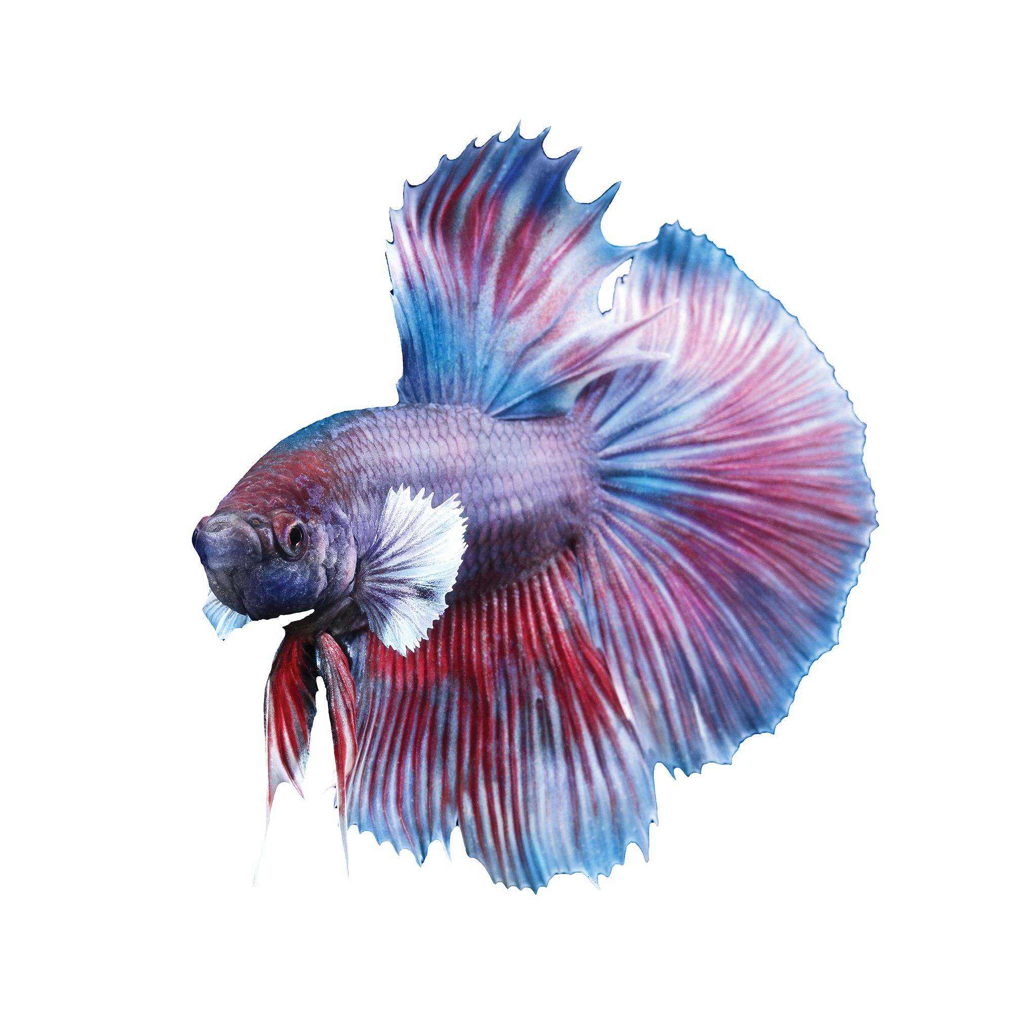 Dumbo Halfmoon Male Betta Fish