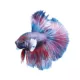 Product Dumbo Halfmoon Male Betta Fish