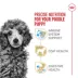Royal Canin Puppy Dry Dog Food - Poodle Breed Health Nutrition, 2.5 lb image thumbnail 3