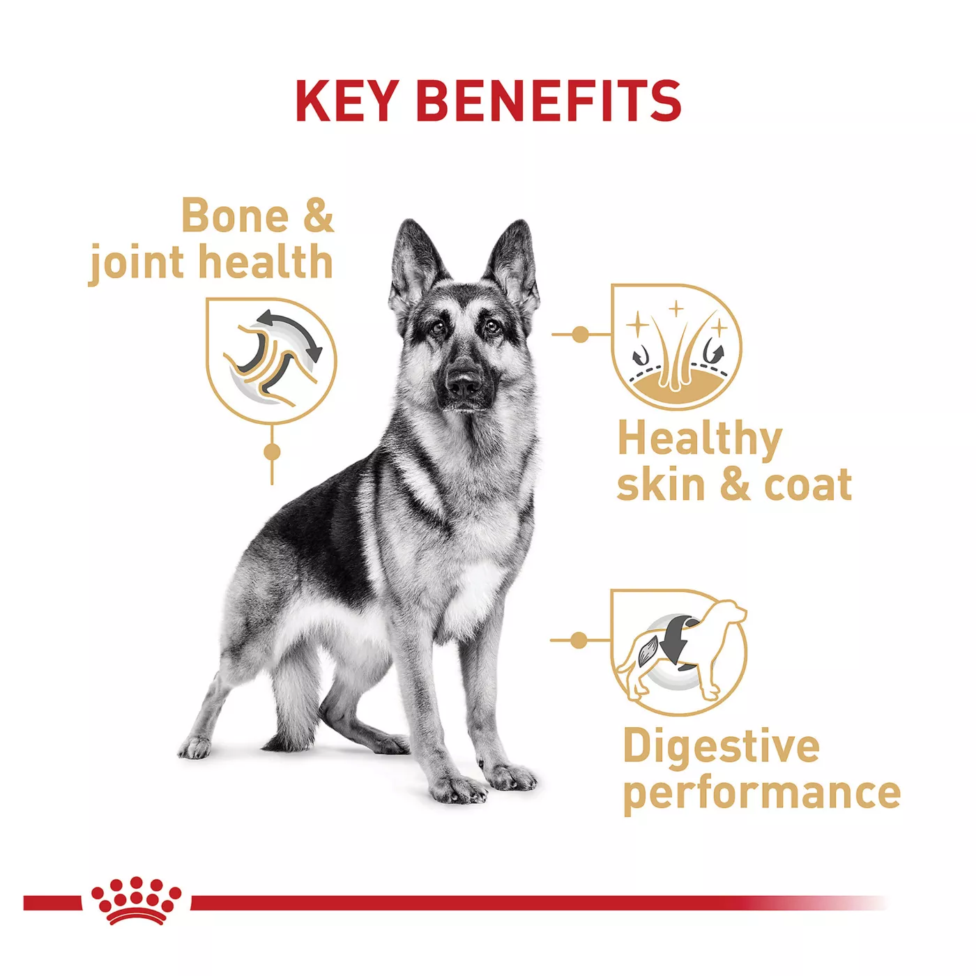 Royal Canin Breed Health Nutrition German Shepherd Breed Specific Adult Dog Dry Food