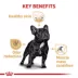 Royal Canin® Breed Health Nutrition® French Bulldog Adult Dog Dry Food image thumbnail 3