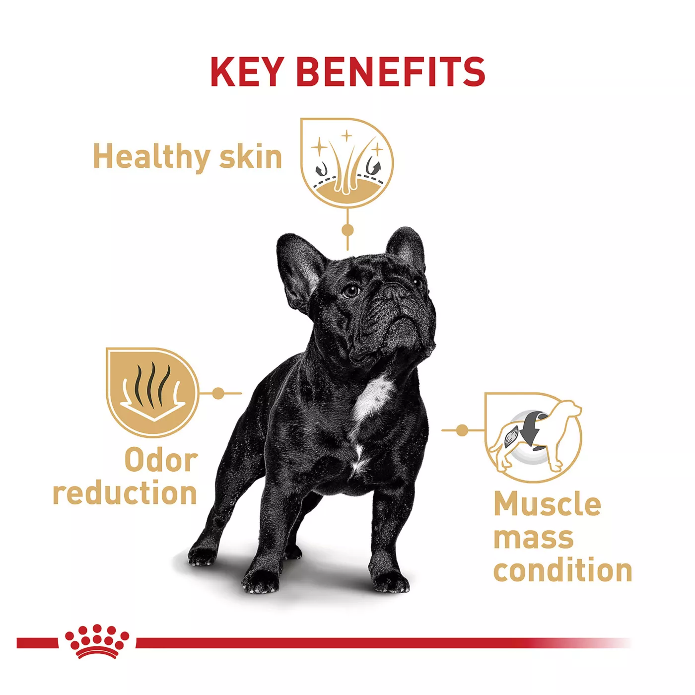 Grain free french bulldog food best sale