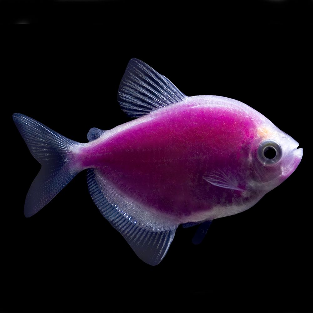 Neon Petsmart Fish