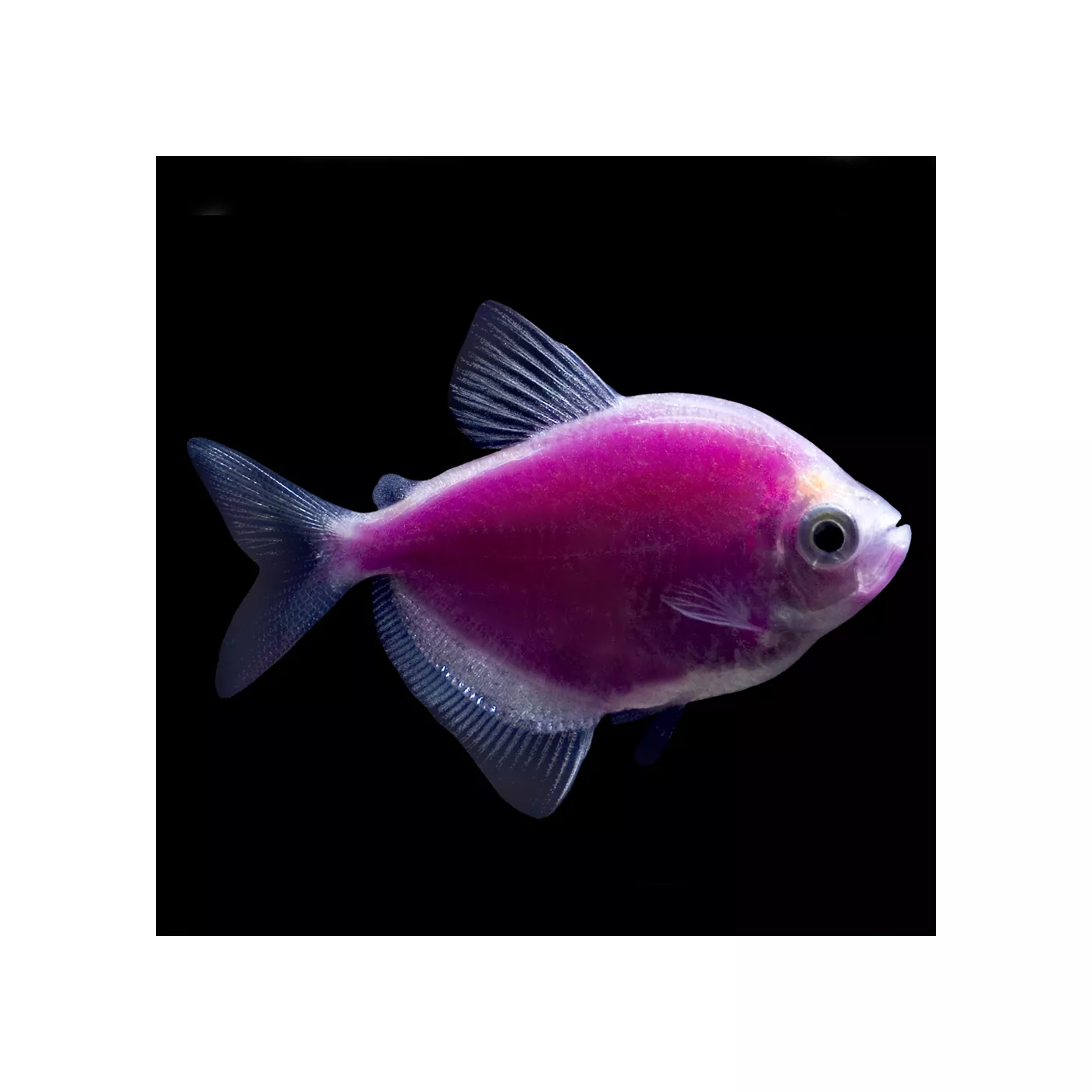 Glofish petsmart canada hotsell