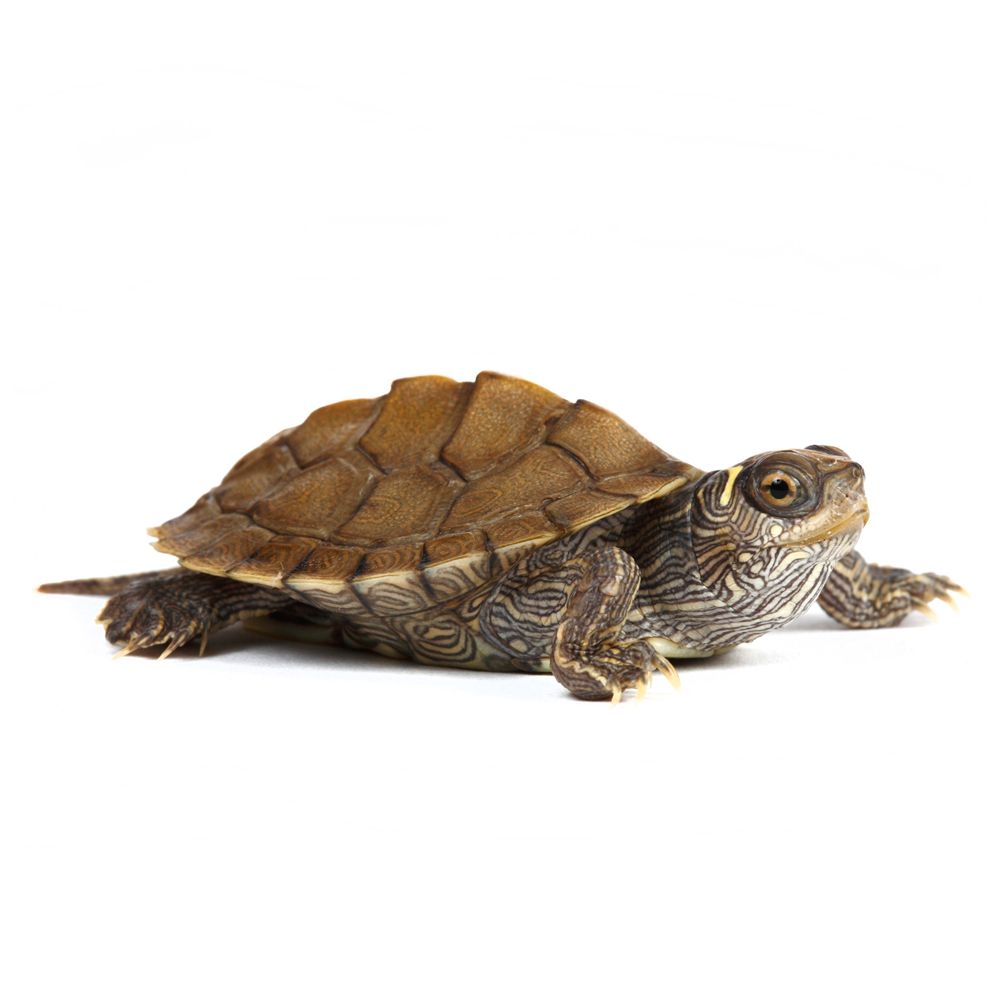 petsmart sell turtles