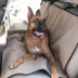 Majestic Back Seat Cover - Dog Car Seat Cover image thumbnail 3