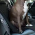 Majestic Pet Products Bucket Seat Cover image thumbnail 1