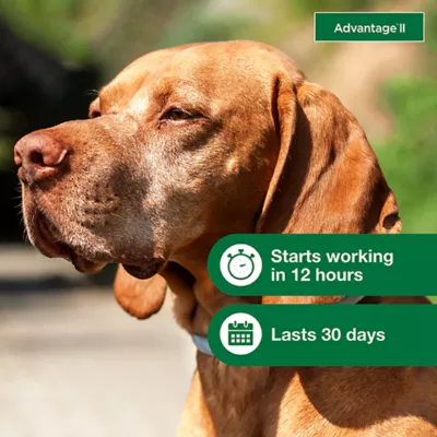 Product Advantage® II 21-55 lbs Dog Flea & Lice Treatment