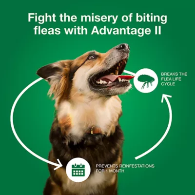 Product Advantage® II 21-55 lbs Dog Flea & Lice Treatment