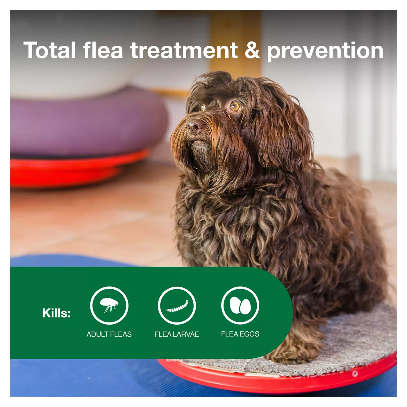 Flea control for 3 pound dog best sale
