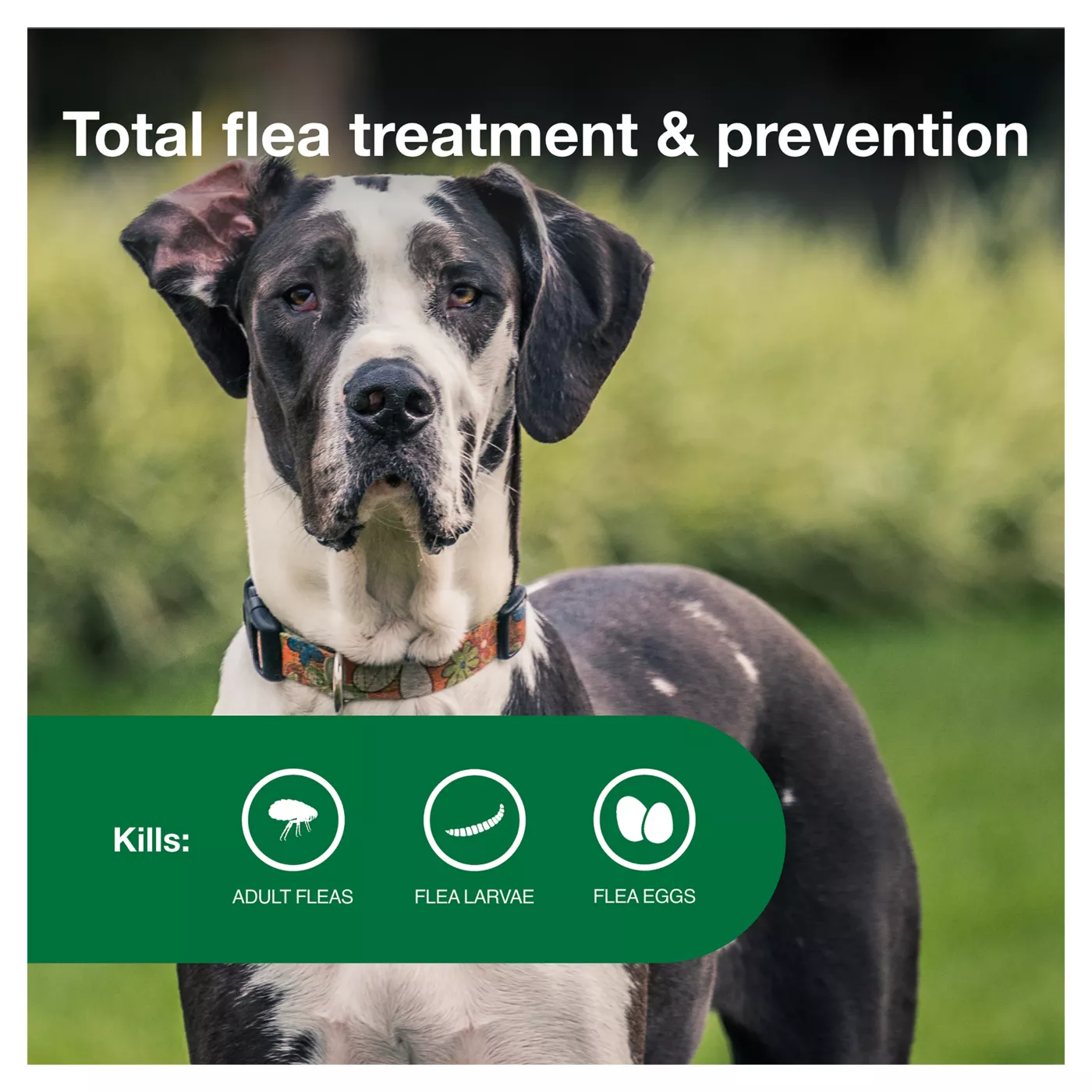 Advantage II Over 55 lbs Dog Flea Lice Treatment