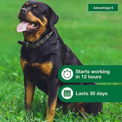 Product Advantage® II Over 55 lbs Dog Flea & Lice Treatment
