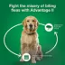 Advantage® II Flea Prevention & Treatment for Medium Dogs 11-20 lbs, Monthly Doses image thumbnail 8