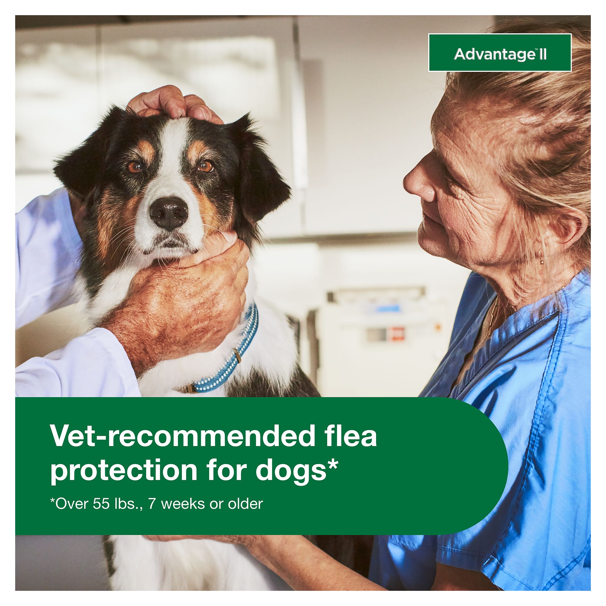 dog lice treatment