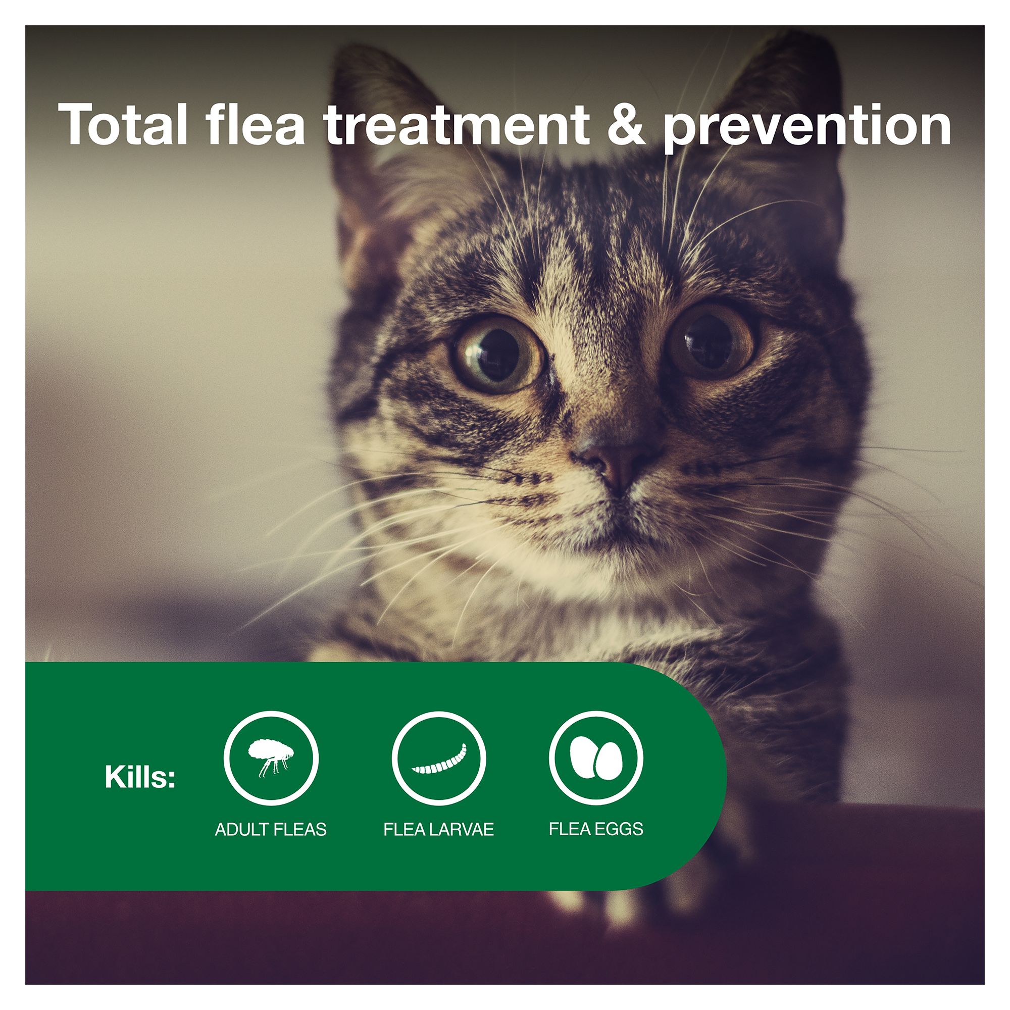 Advantage II 5 9 lbs Cat Flea Prevention Treatment