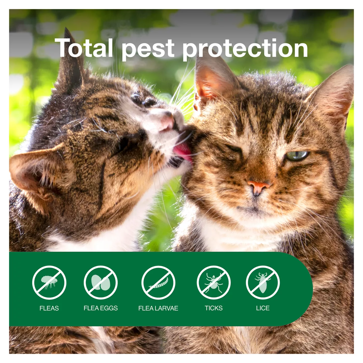 Best flea treatment for cats with flea allergy best sale