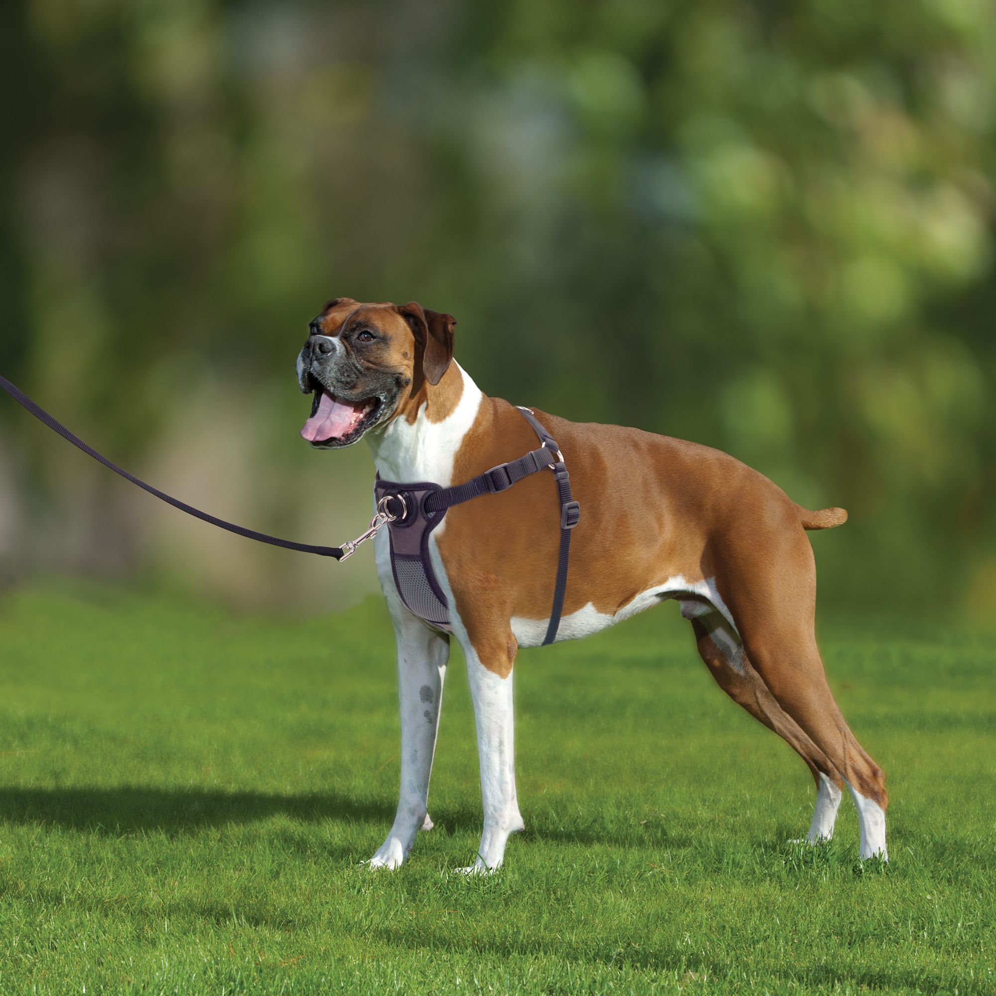 no pull harness for dogs petsmart