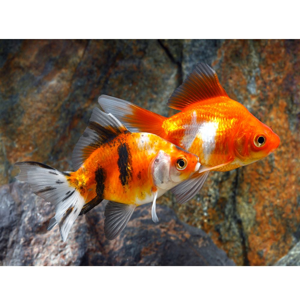 Fancy goldfish hot sale petsmart