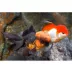 Assorted Oranda Goldfish image thumbnail 1