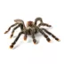 Pink Toe Tarantula image thumbnail 1