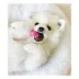 Nylabone® Puppy Chew Dental Dog Bone image thumbnail 2