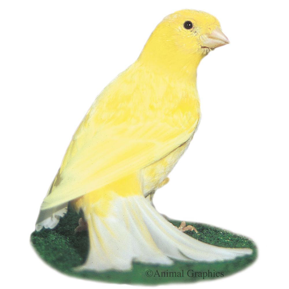 buying a canary