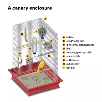 Canary - Image 3
