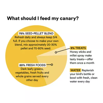 Canary - Image 4