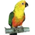 Fancy Conure image thumbnail 2