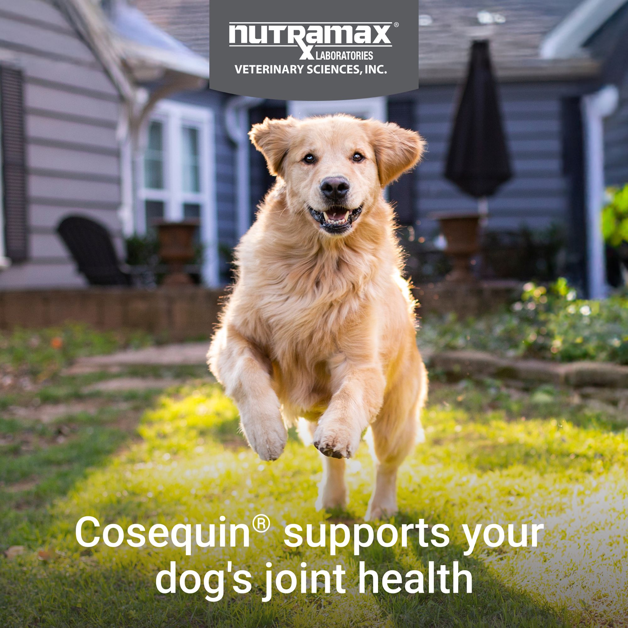 dog pills for joints