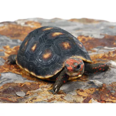 Product Red Foot Tortoise