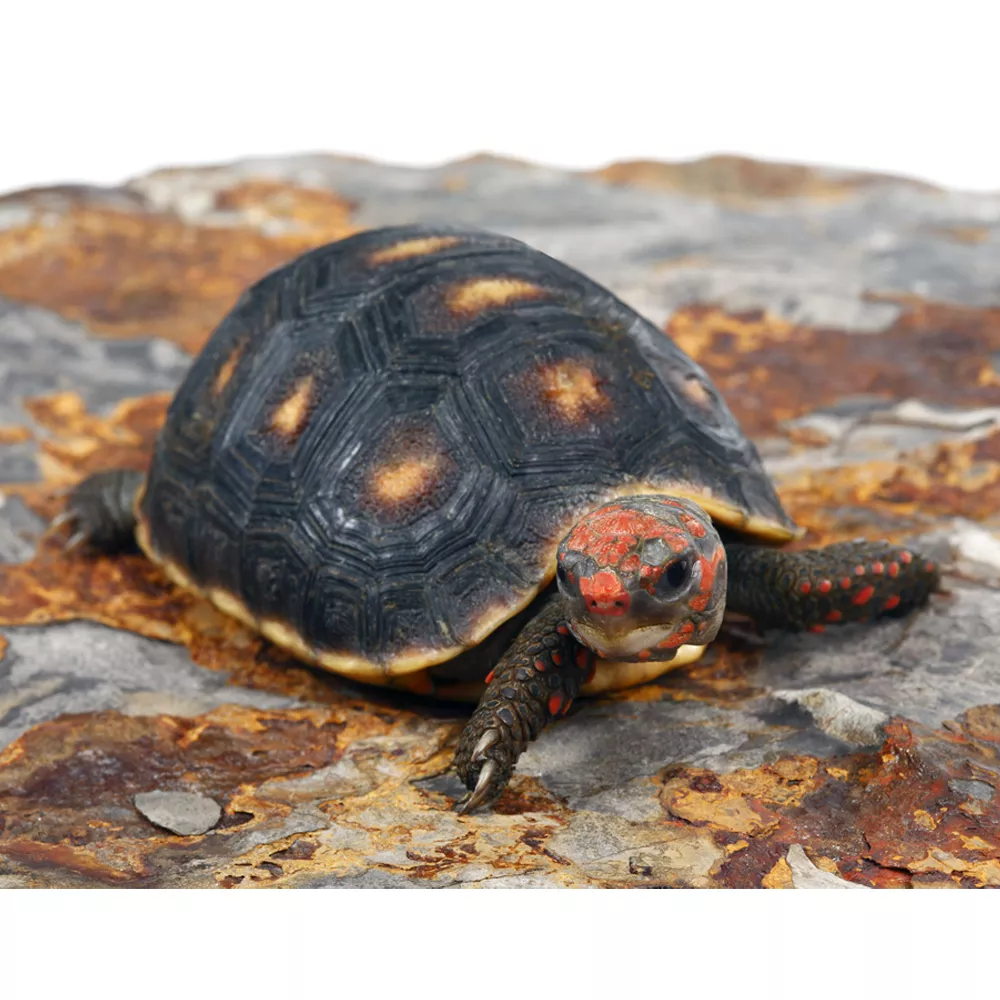 Red Foot Tortoise