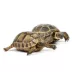 Tortoise image thumbnail 1
