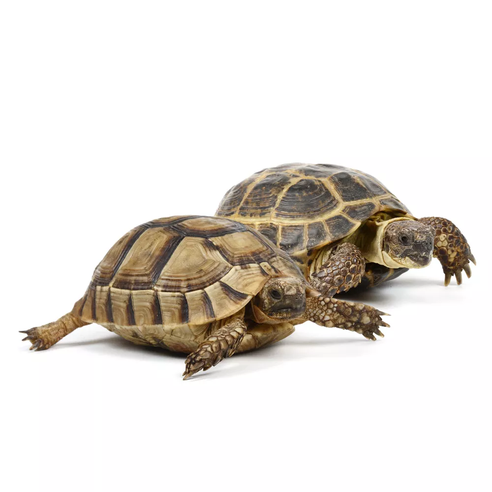 Tortoise