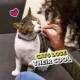 Product Temptations™ Mixups Adult Cat Treats - Soft & Crunchy, Backyard Cookout