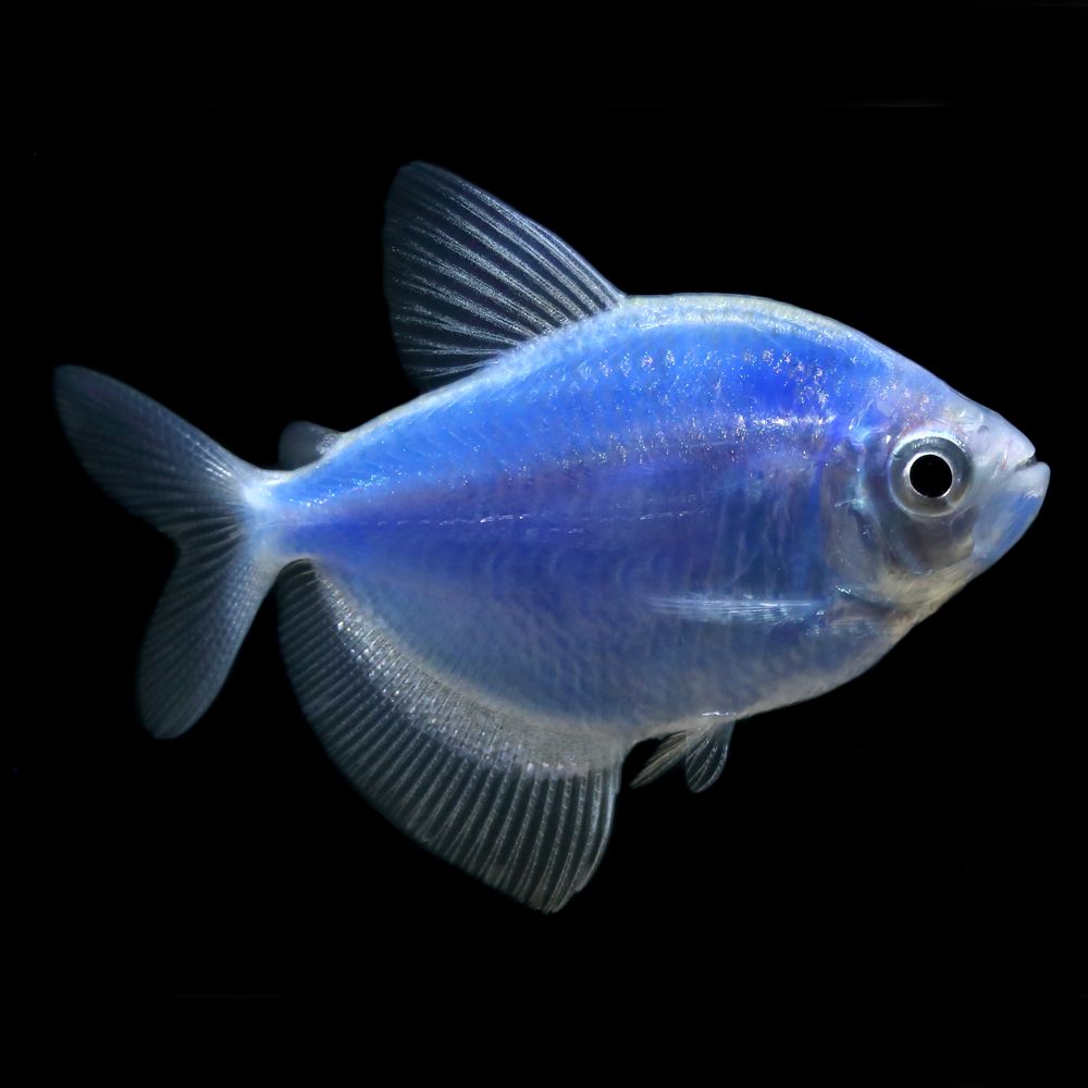 blue king tetra