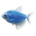 GloFish® Cosmic Blue Tetra image thumbnail 1