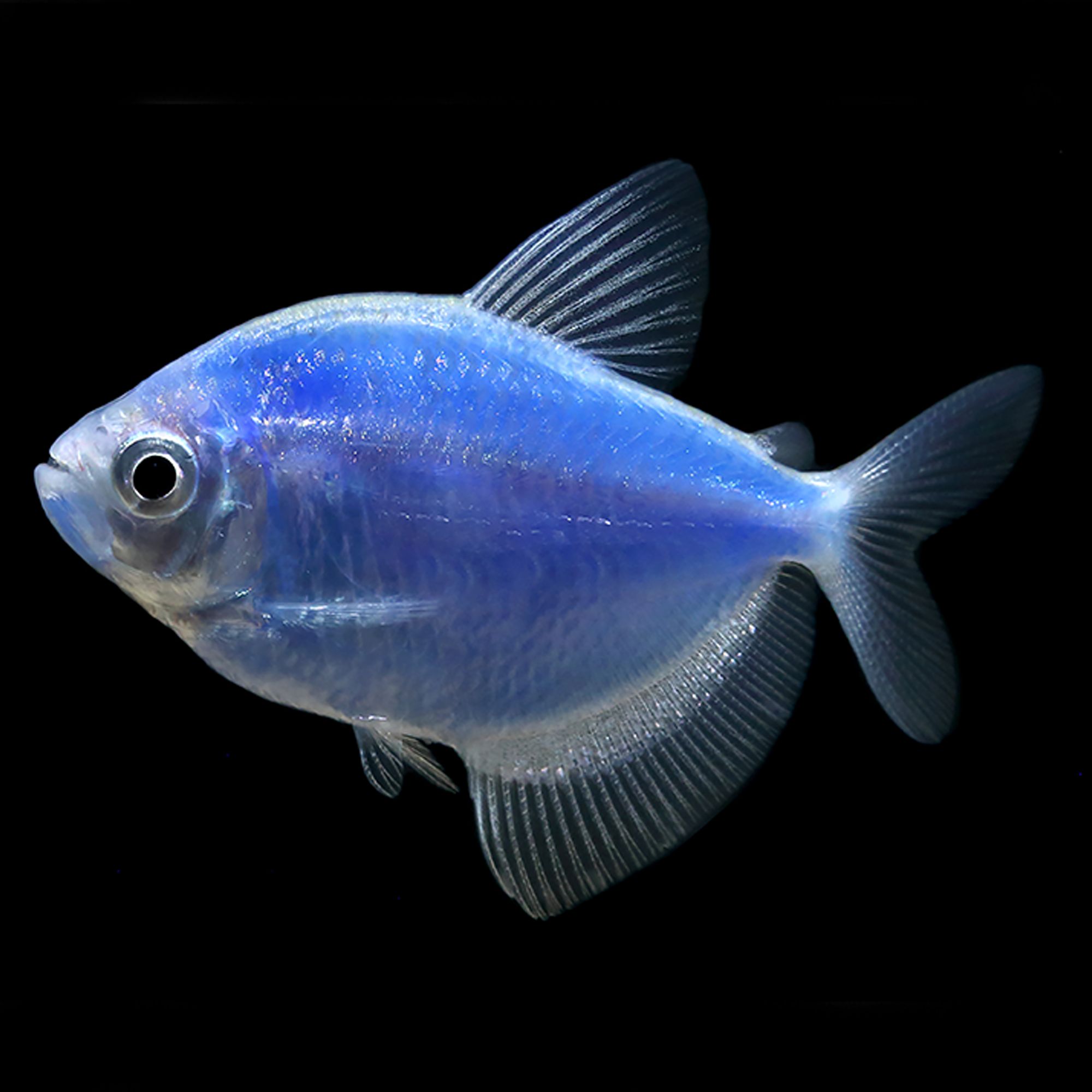 GloFish® Cosmic Blue Tetra - thumbnail 2