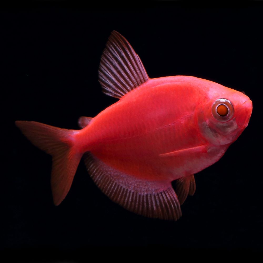 tetra fish glofish