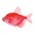 GloFish® Starfire Red Tetra image thumbnail 1