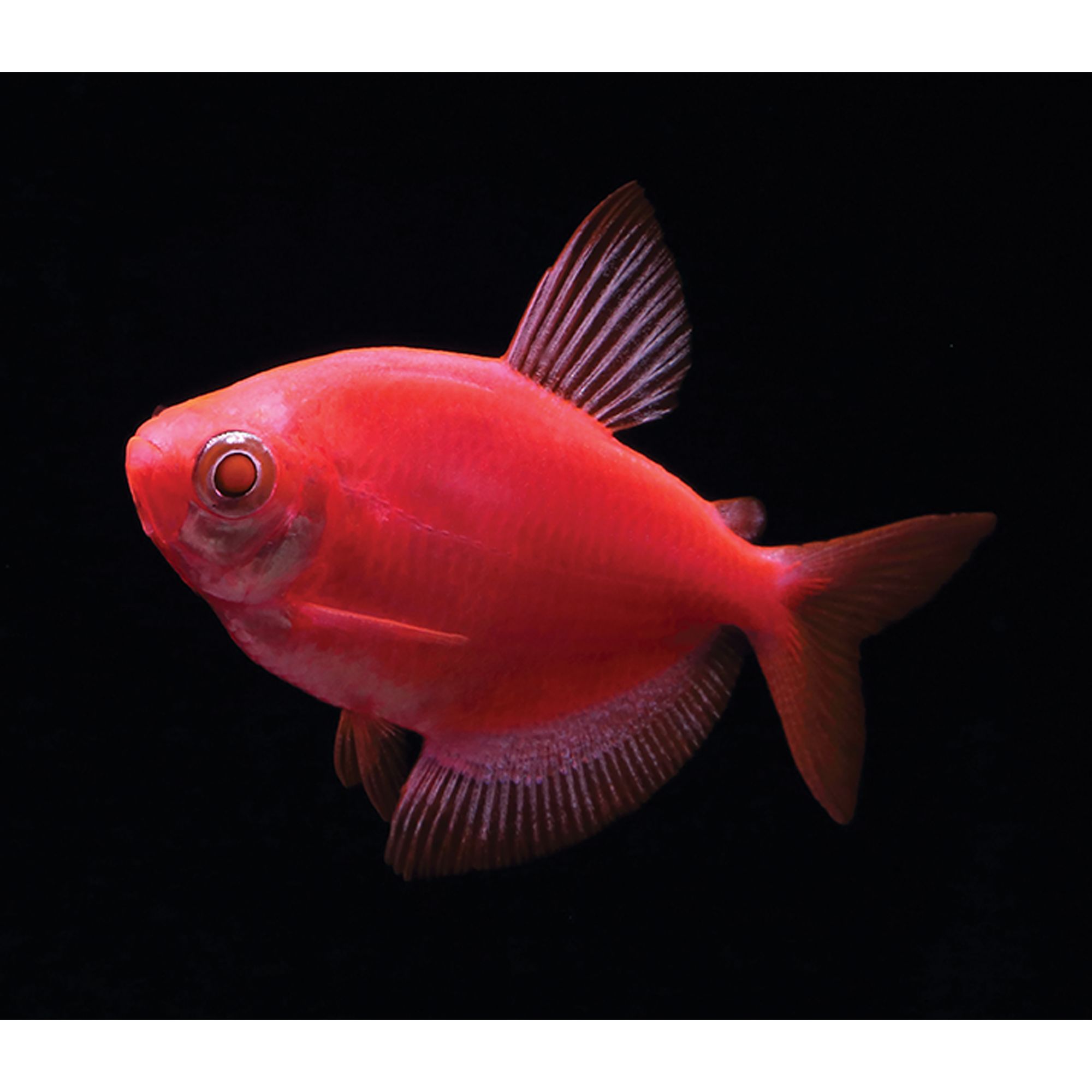 GloFish® Starfire Red Tetra - thumbnail 2