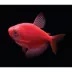 GloFish® Starfire Red Tetra image thumbnail 2