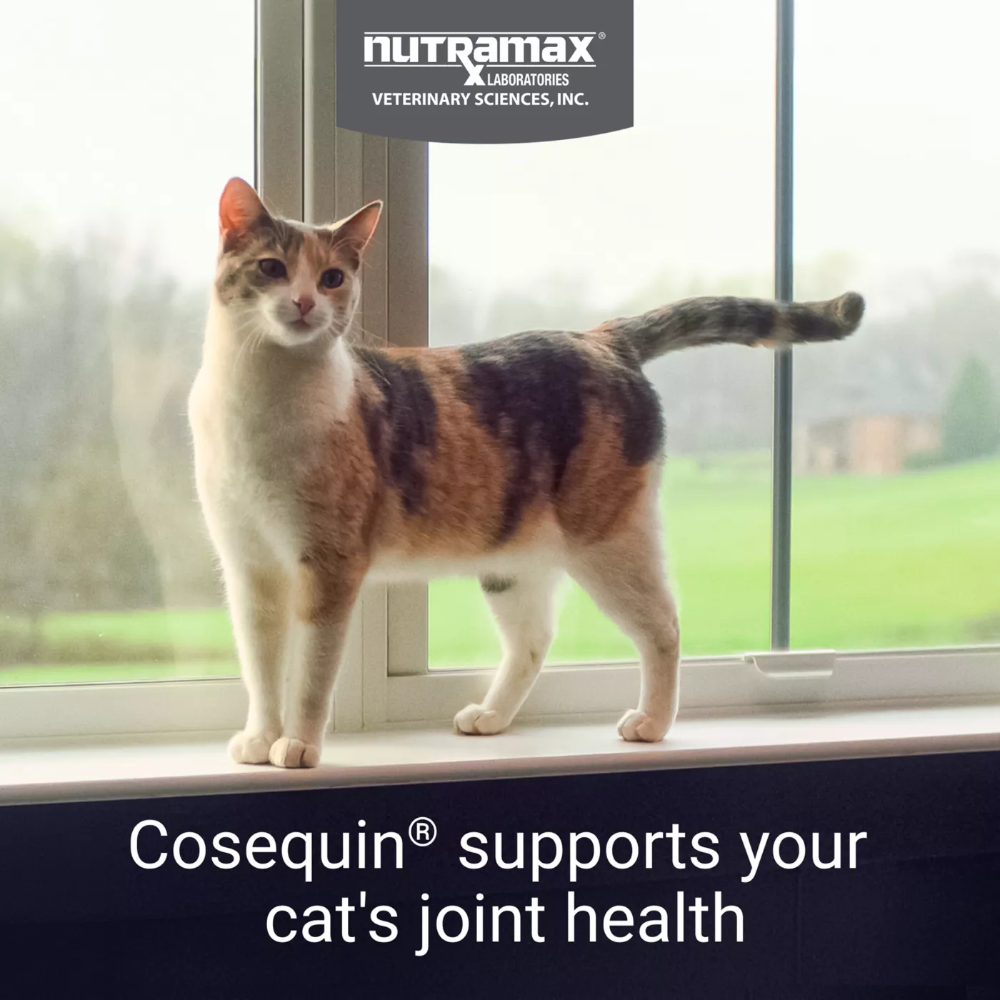 Glucosamine for fashion cats petsmart