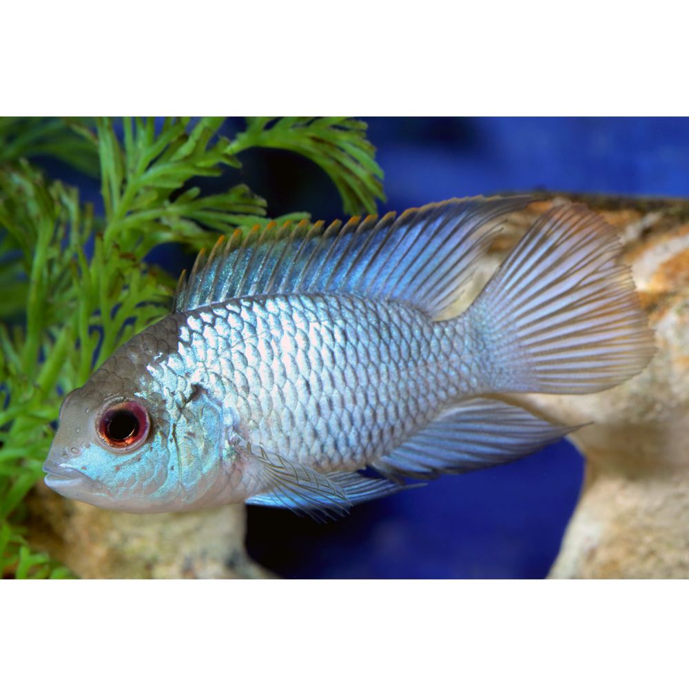 Petsmart african cichlids hotsell