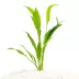 Top Fin® Amazon Sword Live Plant image thumbnail 1