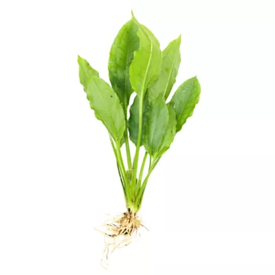 Product Top Fin® Amazon Sword Live Plant
